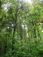 /Bilder/Orte/Costa Rica/Regenwald.jpg